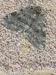Epirrita dilutata