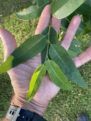 Eucalyptus microcorys