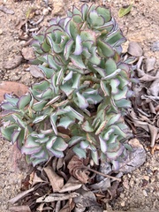 Crassula arborescens undulatifolia