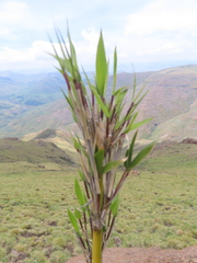 Bergbambos tessellata