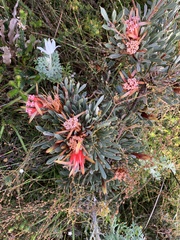 Lambertia formosa
