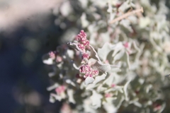 Atriplex hymenelytra