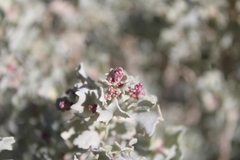 Atriplex hymenelytra