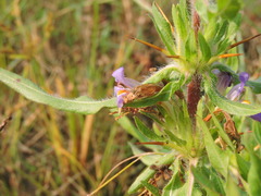 Hygrophila auriculata