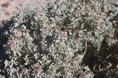 Atriplex hymenelytra