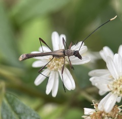 Enchoptera apicalis