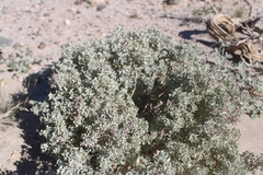 Atriplex hymenelytra