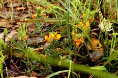 Pultenaea humilis