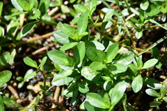 Alternanthera philoxeroides