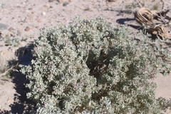 Atriplex hymenelytra