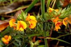 Pultenaea humilis