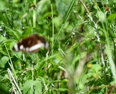 Euploea core corinna