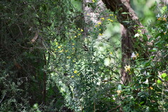 Genista monspessulana