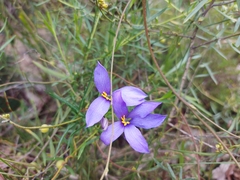 Cheiranthera alternifolia