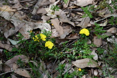 Hibbertia diffusa