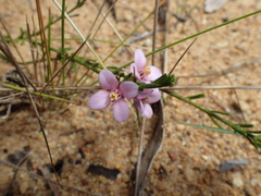 Cyanothamnus coerulescens