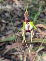 Caladenia tentaculata