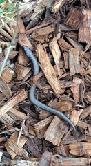 Hemiergis decresiensis