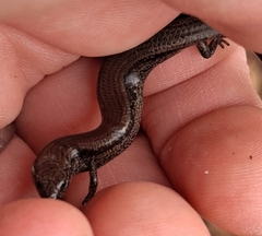 Hemiergis decresiensis