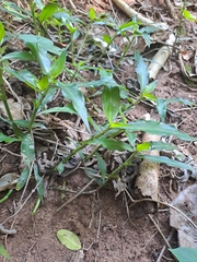 Coleotrype natalensis