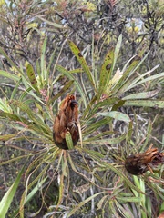 Protea longifolia