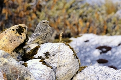 Carpodacus