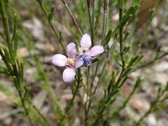 Cyanothamnus coerulescens