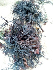 Furcellaria lumbricalis