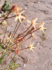 Ixia paniculata