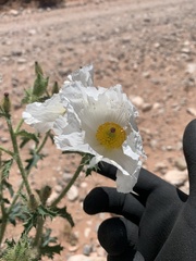 Argemone pleiacantha