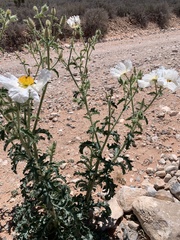 Argemone pleiacantha