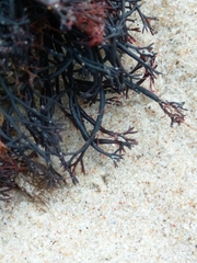 Furcellaria lumbricalis