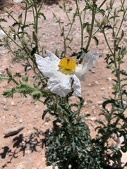 Argemone pleiacantha