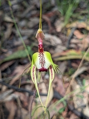 Caladenia tentaculata