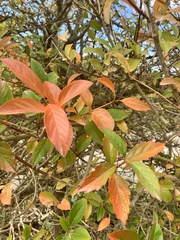 Citharexylum berlandieri