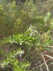 Psoralea fruticans