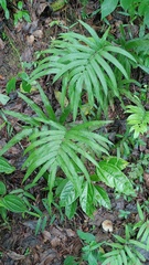 Amblovenatum terminans