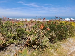 Aloe distans