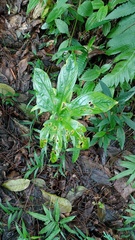 Tacca palmata