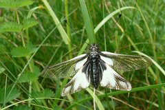 Libelloides coccajus