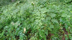 Selaginella willdenowii