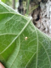 Meotipa spiniventris