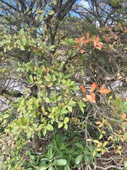 Citharexylum berlandieri