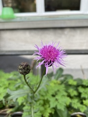 Centaurea scabiosa