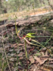 Caladenia tentaculata