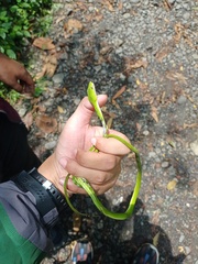 Ahaetulla prasina