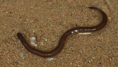 Gymnophiona