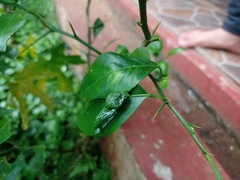 Papilio memnon