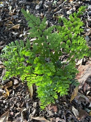 Adiantum formosum