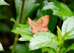 Abisara bifasciata suffusa